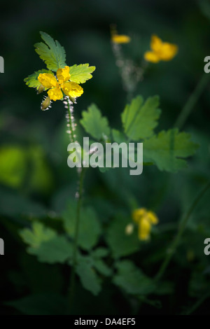 Une plus grande chélidoine / tetterwort (Chelidonium majus) en fleurs au printemps Banque D'Images