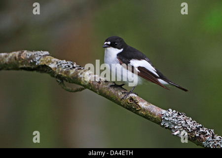 Homme (Ficedula hypoleuca) perché dans les forêts du nord du Pays de Galles, UK 0125 Mai Banque D'Images