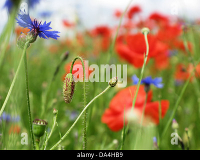 Coquelicots rouges sur champ vert Banque D'Images