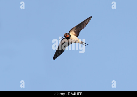 L'hirondelle rustique (Hirundo rustica) en vol transportant le matériel du nid Wirral Merseyside UK Juillet Banque D'Images