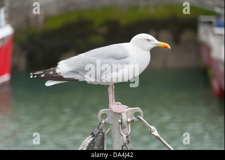 Une mouette assis sur un mât dans le port de Padstow Cornwall UK Banque D'Images