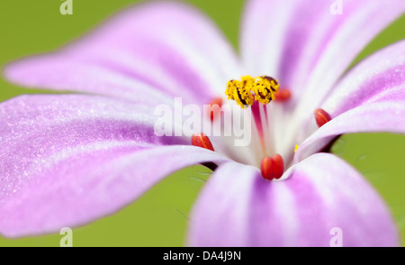 Un gros plan de la sauvagette, Herb Robert (Geranium robertianum) Banque D'Images