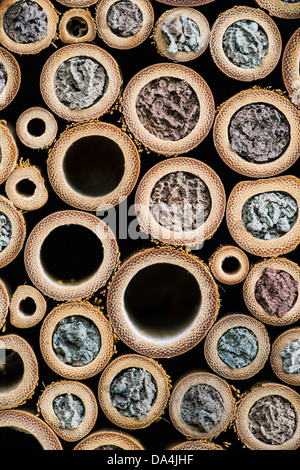 Maison des insectes, avec les chambres scellées par les abeilles maçonnes pour protéger leurs oeufs Banque D'Images