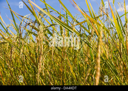 Close-up d'un champ de riz vert doré avec ciel bleu dans le contexte, la Birmanie Banque D'Images
