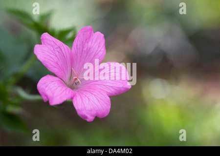 Geranium oxonianum poussant dans le jardin. Banque D'Images