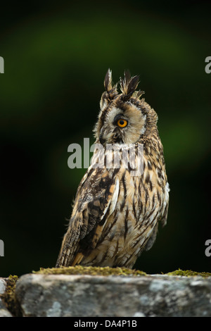 Grand Owl (Bubo Bubo) perché sur un mur au crépuscule Banque D'Images