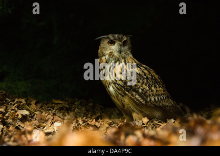 Grand Owl (Bubo Bubo) sur un sol de la forêt la nuit Banque D'Images