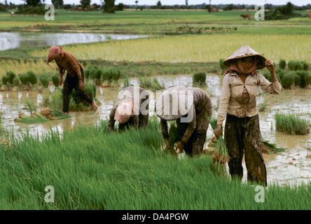 Cambodge : les femmes qui travaillent dans la rizière le repiquage du riz, la province de Prey Veng. Banque D'Images