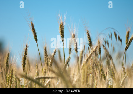 Champ de blé dans les régions rurales de l'Oklahoma prêts pour la récolte. Banque D'Images