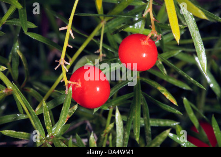 Fern Emerald/asperges/arbuste de la sétaire verte/Fruits-Asparagus Sprenger Asparagus densiflorus sprengeri A. [auparavant]-Famille Liliaceae Banque D'Images