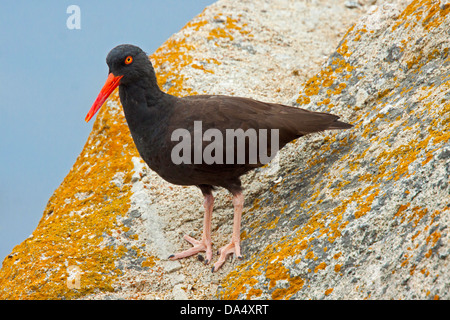 American huîtrier Haematopus bachmani Pacific Grove, California, United States 23 juin Haematopodidae Adultes Banque D'Images