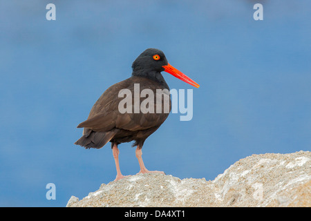 American huîtrier Haematopus bachmani Pacific Grove, California, United States 23 juin Haematopodidae Adultes Banque D'Images