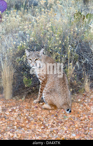 Le lynx roux Lynx rufus Tucson, Arizona, United States 5 novembre Hot Félidés Banque D'Images