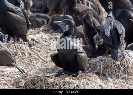 La Brandt Cormoran Phalacrocorax penicillatus Point Lobos State Reserve, California, United States 25 juin Adultes sur son nid. Banque D'Images