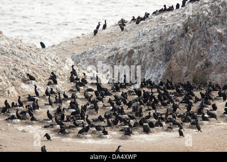 La Brandt Cormoran Phalacrocorax penicillatus Point Lobos State Reserve, California, United States 25 juin Adultes sur son nid. Banque D'Images