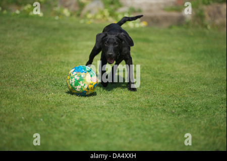 Labrdaor chiot jouant dans le soleil Banque D'Images