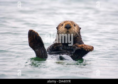 Loutre de mer (Enhydra lutris) La baie de Monterey, Californie, États-Unis 24 juin des profils des Mustelidae Banque D'Images