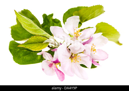 Gros plan du pink apple blossoms isolé sur fond blanc Banque D'Images