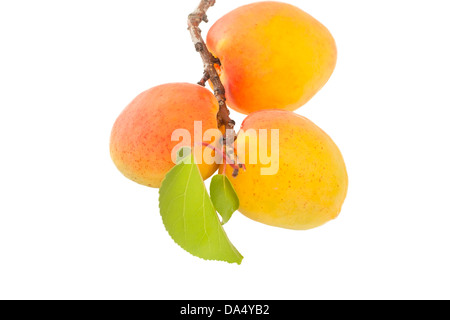 Twig avec abricots isolé sur fond blanc Banque D'Images