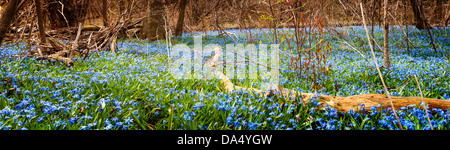 Panorama du début du printemps des fleurs bleu gloire de la floraison de la neige en abondance sur le sol de la forêt. L'Ontario, Canada. Banque D'Images