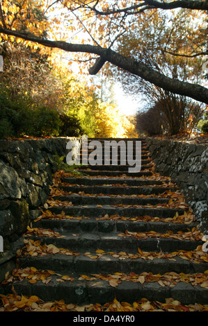 Marches de pierre recouvert de feuilles d'automne menant à un chemin de lumière du soleil dans un jardin. Banque D'Images