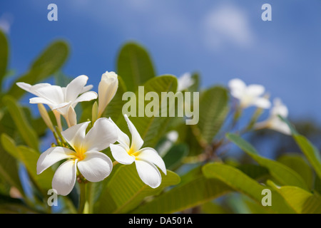 Fleurs de frangipanier blanc - la province de Kampot, au Cambodge Banque D'Images