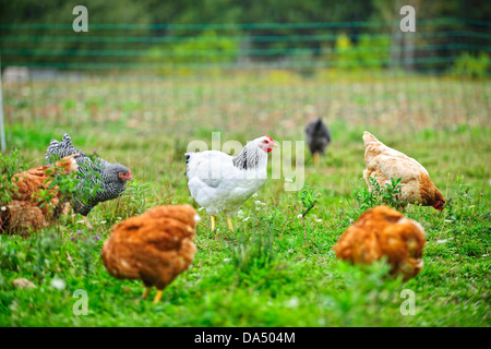Différentes poules se nourrissent d'herbe à ferme biologique Banque D'Images