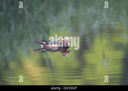 Un mâle canard mandarin montre ses couleurs vives tandis que les arbres un reflète dans l'eau avec des ondes qui traversent Banque D'Images