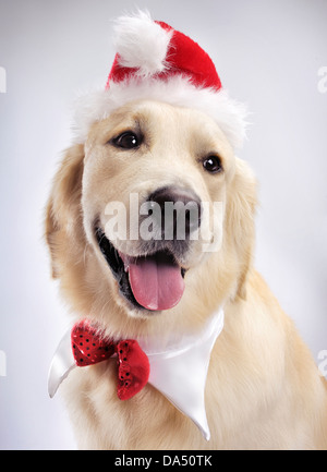 Licence disponible sur MaximImages.com - Portrait de mignon Golden Retriever d'un an portant un chapeau de Père Noël et un noeud de Noël. Isolé sur le backgro blanc Banque D'Images