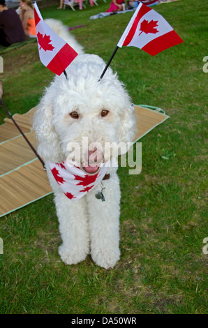 Friendly chien blanc habillé avec des drapeaux pour la fête du Canada, l'anniversaire du Canada, juillet 2013 à Coquitlam, en Colombie-Britannique. Banque D'Images