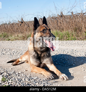 Photo d'un chien de berger belge malinois pure race Banque D'Images