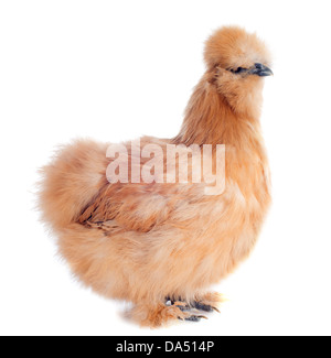 Un petit silkie bantam sur fond blanc Banque D'Images