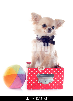 Portrait of a cute chihuahua de race dans la case in front of white background Banque D'Images