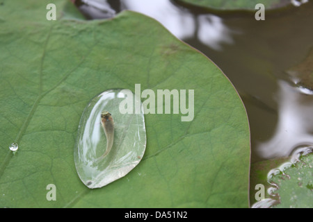 Un petit poisson dans l'eau en haut de feuille de lotus Banque D'Images