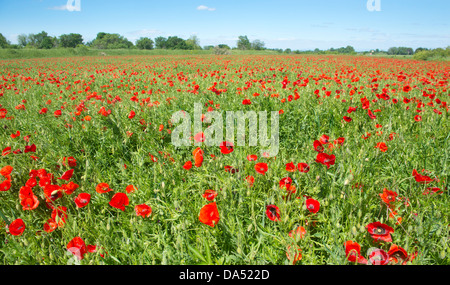 Champ de coquelicots, un jour du printemps Banque D'Images