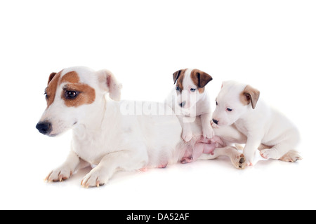 Portrait d'une famille Jack Russel terrier en studio Banque D'Images