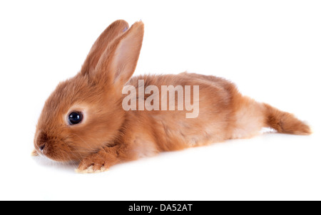 Jeune lapin fauve de Bourgogne in front of white background Banque D'Images