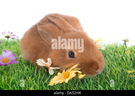 Jeune lapin fauve de Bourgogne sur grass in front of white background Banque D'Images