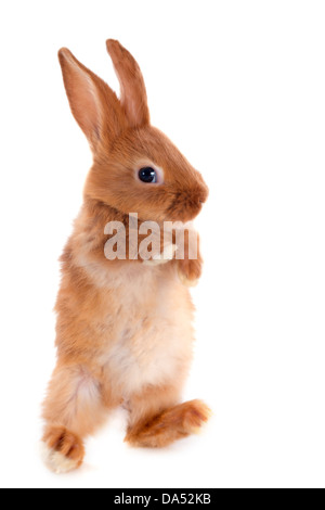 Jeune lapin fauve de Bourgogne walking in front of white background Banque D'Images