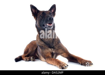 Berger belge malinois pure race, sur un fond blanc Banque D'Images