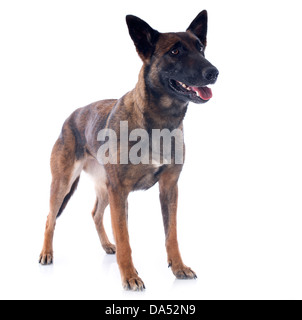 Berger belge malinois pure race, sur un fond blanc Banque D'Images