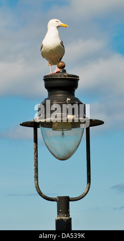 Mouette debout sur un lampadaire à Whitby Bay avec un ciel bleu en arrière-plan. Banque D'Images