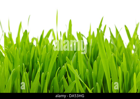 Libre d'herbes hautes vert pales sur fond blanc Banque D'Images