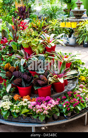 Les pépinières magasin avec beaucoup de plantes à vendre sur présentoir Banque D'Images