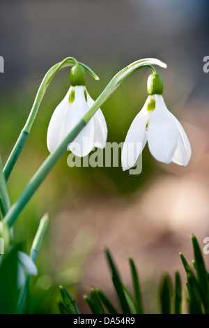 Gros plan du perce-neige blanc de printemps avec de délicates tiges vertes Banque D'Images