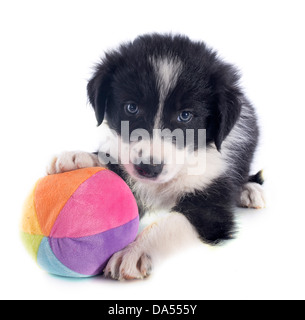 Portrait de chiot border collie et ball in front of white background Banque D'Images