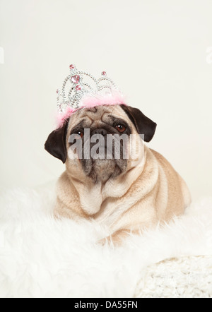 Petit chien couché sur une fourrure blanche avec une couronne sur sa tête, fond blanc, regardant la caméra Banque D'Images