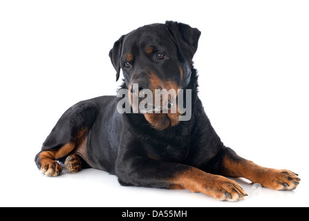Portrait d'un rottweiler pure race, in front of white background Banque D'Images