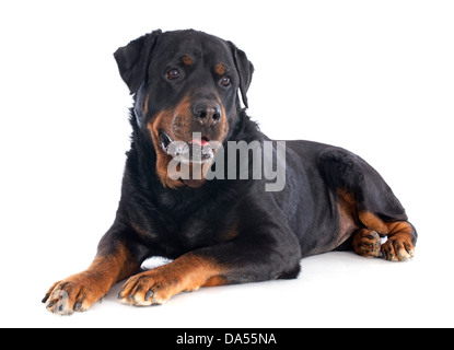 Portrait d'un rottweiler pure race hauts in front of white background Banque D'Images
