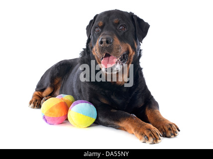Portrait d'un rottweiler pure race avec des jouets in front of white background Banque D'Images